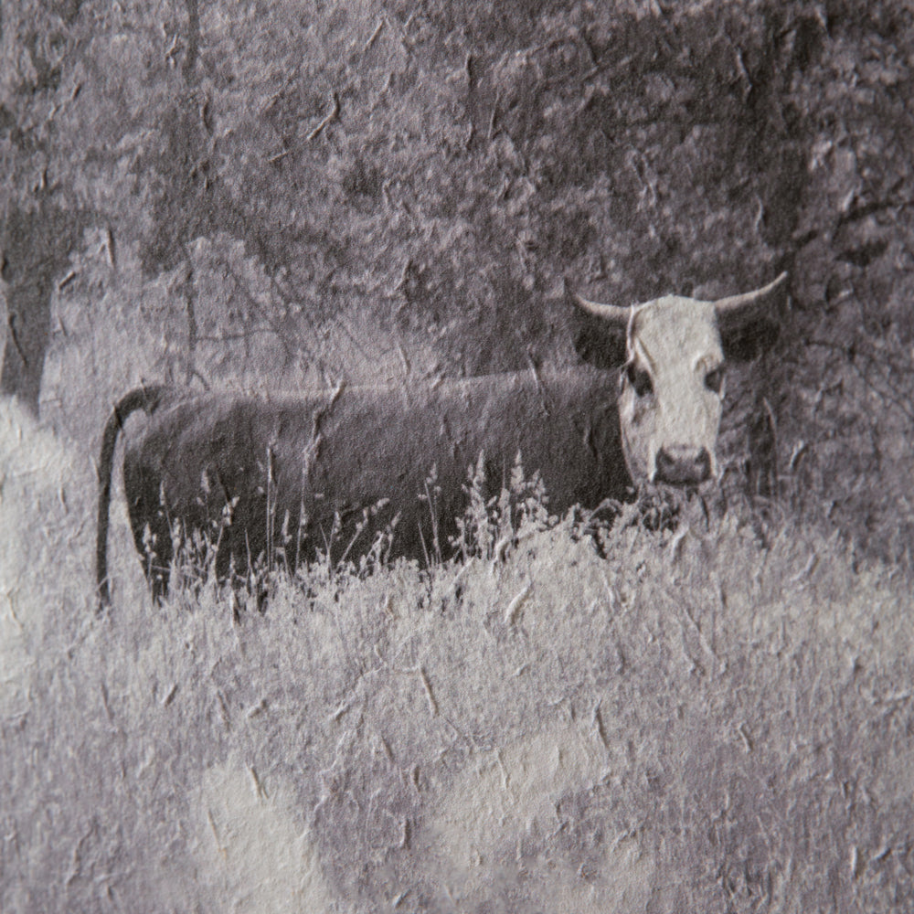 Bull in Pasture Wall Art